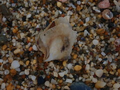 Isognomon