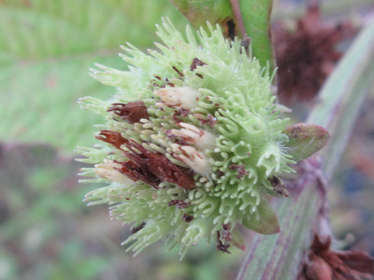 Hyptis capitata — ảnh 3