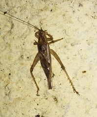 Gryllodes sigillatus