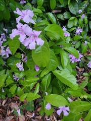 Bignonia sciuripabulum