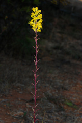 Solidago puberula pulverulenta