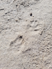 Spilogale gracilis