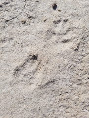 Spilogale gracilis