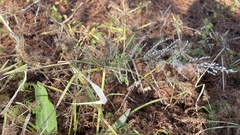 Leptochloa panicoides