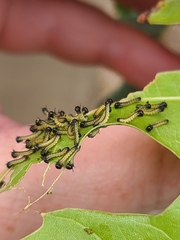 Anisota virginiensis