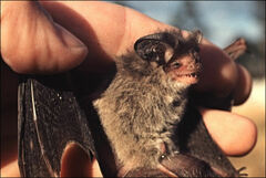 Nyctophilus geoffroyi