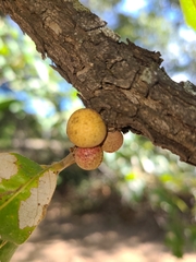 Disholcaspis quercusglobulus