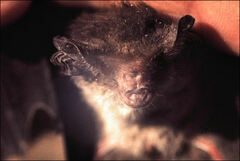Nyctophilus geoffroyi