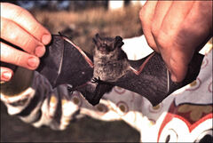 Nyctophilus geoffroyi