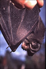 Nyctophilus geoffroyi