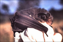 Nyctophilus geoffroyi