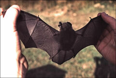 Nyctophilus geoffroyi