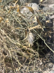 Funastrum hirtellum