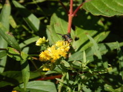 Tachinini