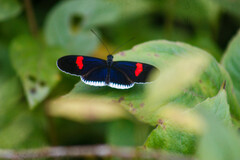 Heliconius erato cyrbia