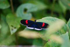 Heliconius erato cyrbia