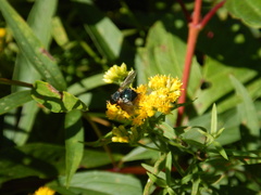 Tachinini