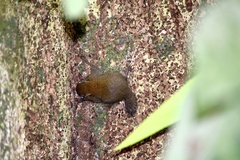 Exilisciurus exilis