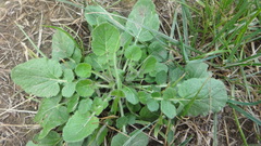 Barbarea vulgaris