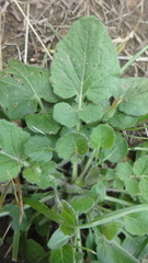 Barbarea vulgaris