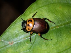 Canthon triangularis