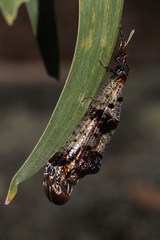 Periclystus circuiter