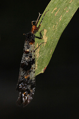 Periclystus circuiter