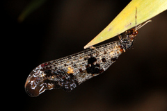 Periclystus circuiter