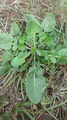 Barbarea vulgaris