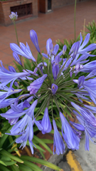 Agapanthus praecox