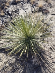 Yucca angustissima