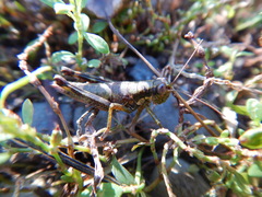 Booneacris glacialis