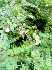Symphoricarpos microphyllus