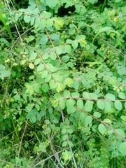 Symphoricarpos microphyllus