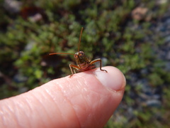 Booneacris glacialis