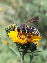 Triepeolus intrepidus