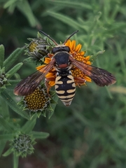 Triepeolus intrepidus