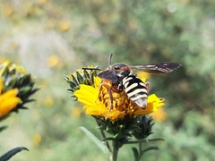 Triepeolus intrepidus