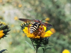 Triepeolus intrepidus