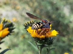 Triepeolus intrepidus