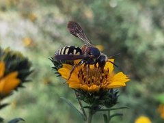 Triepeolus intrepidus