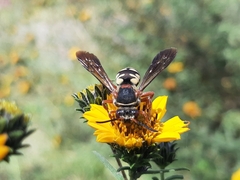 Triepeolus intrepidus
