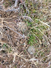 Sclerocactus glaucus