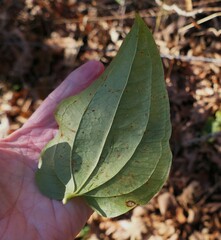 Smilax herbacea