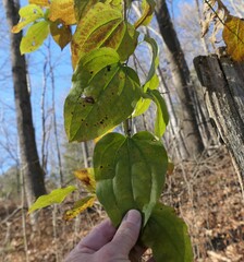 Smilax herbacea