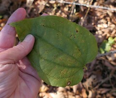 Smilax herbacea
