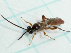 Ichneumonini