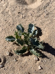 Argemone munita