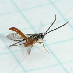 Ichneumonini