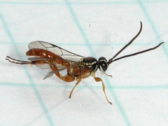 Ichneumonini